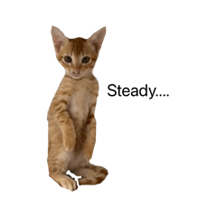 What cat is thinking