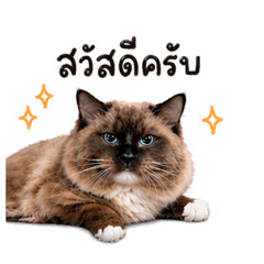 My challenge cat (thai)