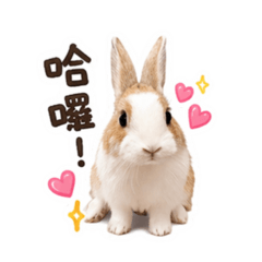 一隻小奶茶～日常好用篇