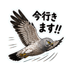 kin_20260501083038