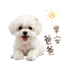 Q比最愛拔拔