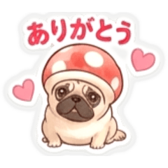 pug cello 20260507093646