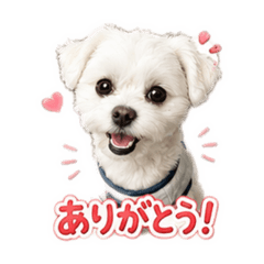 pokopoko_20260507152608