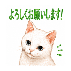 FINE CATS