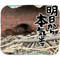 animaly effect
