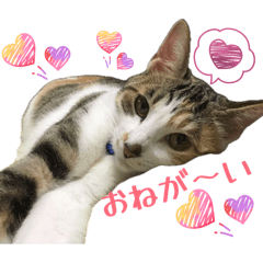 Yukie_20260508203010