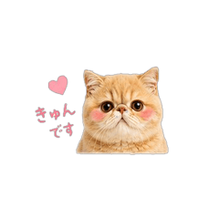 Chubby Exotic Shorthair Daily Stickers