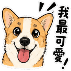 Pancake corgi doggy