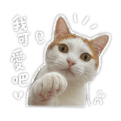 王錒虎
