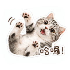 咪咪療癒販售所