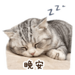 可愛爆擊小貓