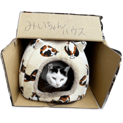 Syachisuzu_20260507191130
