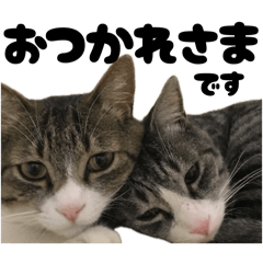 Polite Cat Brothers Stickers
