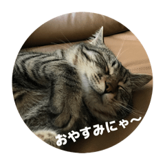 nyankichi.mama_20260507192814