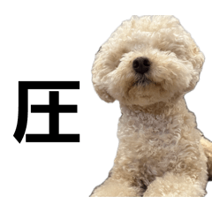 maru_20260507203739