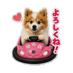 Pomeranian Caesar_20260507214446