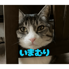Cute Cat Brothers Daily Stickers