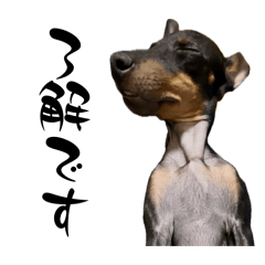 Toy Manchester Terrier in Japan