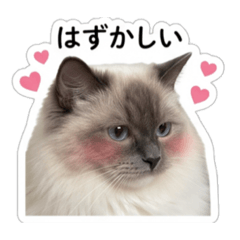 Siberian forest cat RURI chan