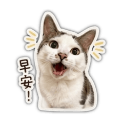 哈姆姆1.0