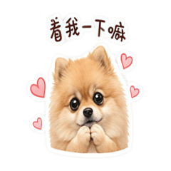 小寶狗日常2