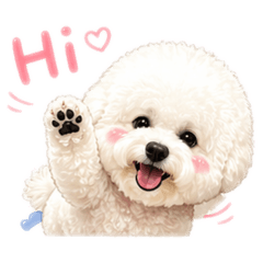 比熊Kiki