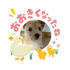 anzu stamp!