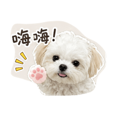 胖呆哥