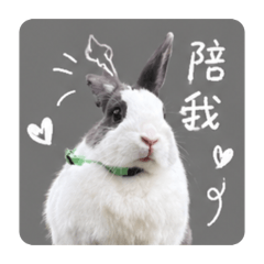 圓滾滾兔寶