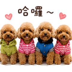 貴賓四毛寶