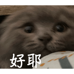 小黑炭本尊