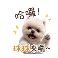 奶球日常對話