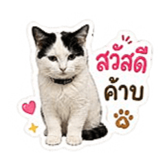 oattyyyyyyyyyyyyyyy_20260506130332