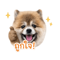 Koko dogg