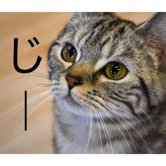 kinoko shiitake_20260508180126