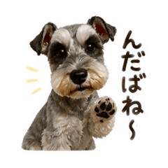 Hachi_20260508181346