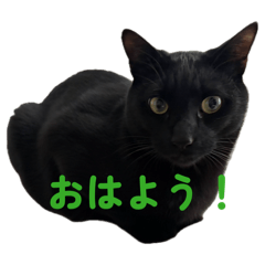 nyan529_20260508215407