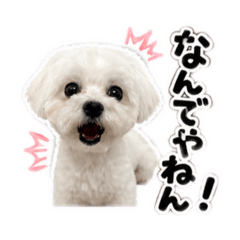 Hachi_20260508233932