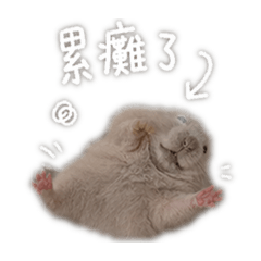 小芝麻の表情包