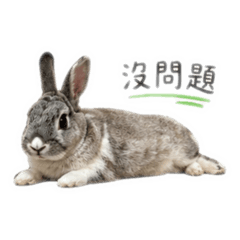 兔兔卡皮先生