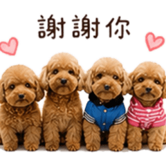 貴賓四毛寶～3