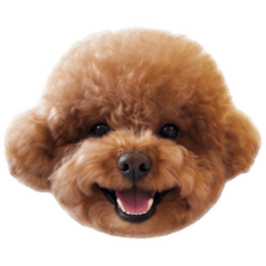 kawaii poodle dog