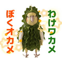 Hinagiku okame_20260508153101