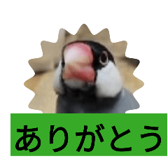 two java sparrows
