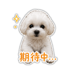 瑪爾如意的日常