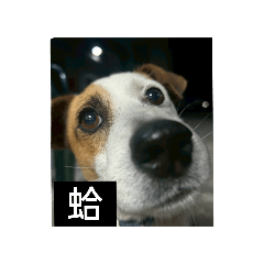 狗dog（樂）