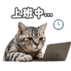 Tonyの貓貓二條