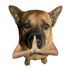 F4T DOG_20260504161722