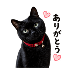 Kuro-chan the black cat LINE stickers