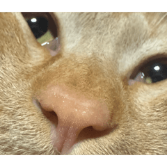 cutie orange cat 2